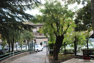 Sophora parco Zafferana